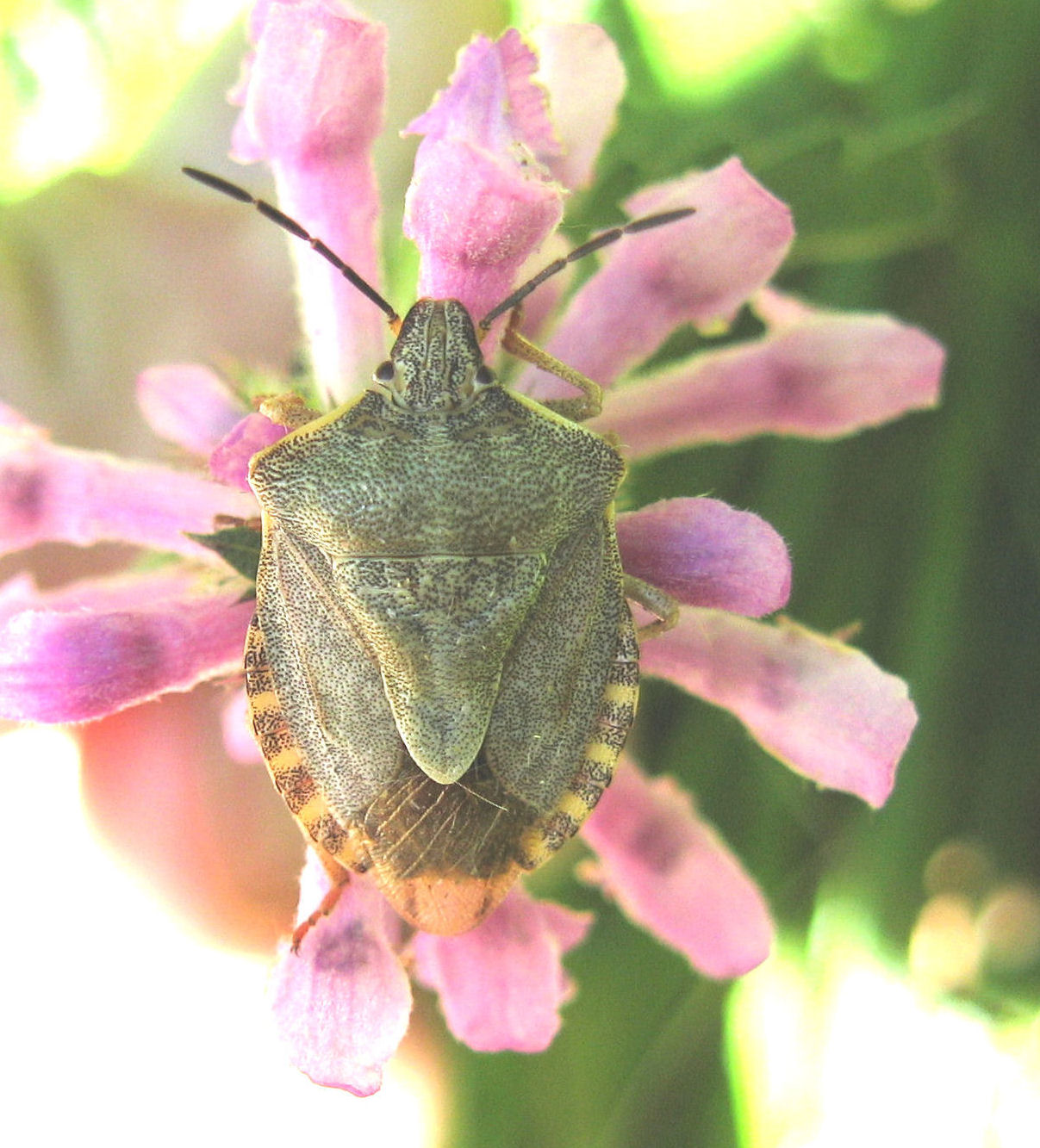 Carpocoris: chiave semplice